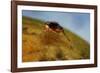 Mediterranean Fruit Fly-null-Framed Photographic Print