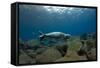 Mediterranean Monk Seal Juvenile Hunting, Deserta Grande, Desertas Islands, Madeira, Portugal-Sá-Framed Stretched Canvas