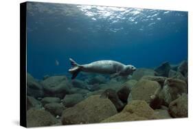 Mediterranean Monk Seal Juvenile Hunting, Deserta Grande, Desertas Islands, Madeira, Portugal-Sá-Stretched Canvas