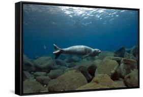 Mediterranean Monk Seal Juvenile Hunting, Deserta Grande, Desertas Islands, Madeira, Portugal-Sá-Framed Stretched Canvas