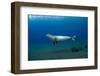 Mediterranean Monk Seal Juvenile Hunting, Deserta Grande, Desertas Islands, Madeira, Portugal-Sá-Framed Photographic Print