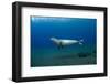 Mediterranean Monk Seal Juvenile Hunting, Deserta Grande, Desertas Islands, Madeira, Portugal-Sá-Framed Photographic Print