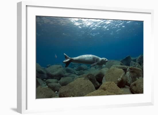 Mediterranean Monk Seal Juvenile Hunting, Deserta Grande, Desertas Islands, Madeira, Portugal-Sá-Framed Photographic Print