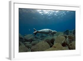 Mediterranean Monk Seal Juvenile Hunting, Deserta Grande, Desertas Islands, Madeira, Portugal-Sá-Framed Photographic Print