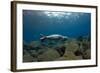 Mediterranean Monk Seal Juvenile Hunting, Deserta Grande, Desertas Islands, Madeira, Portugal-Sá-Framed Photographic Print