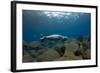 Mediterranean Monk Seal Juvenile Hunting, Deserta Grande, Desertas Islands, Madeira, Portugal-Sá-Framed Photographic Print