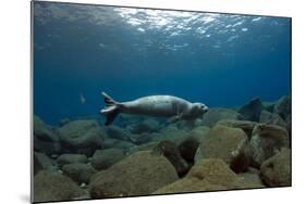 Mediterranean Monk Seal Juvenile Hunting, Deserta Grande, Desertas Islands, Madeira, Portugal-Sá-Mounted Photographic Print