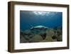 Mediterranean Monk Seal Juvenile Hunting, Deserta Grande, Desertas Islands, Madeira, Portugal-Sá-Framed Photographic Print