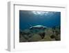 Mediterranean Monk Seal Juvenile Hunting, Deserta Grande, Desertas Islands, Madeira, Portugal-Sá-Framed Photographic Print