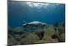 Mediterranean Monk Seal Juvenile Hunting, Deserta Grande, Desertas Islands, Madeira, Portugal-Sá-Mounted Photographic Print