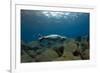 Mediterranean Monk Seal Juvenile Hunting, Deserta Grande, Desertas Islands, Madeira, Portugal-Sá-Framed Photographic Print