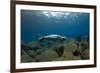 Mediterranean Monk Seal Juvenile Hunting, Deserta Grande, Desertas Islands, Madeira, Portugal-Sá-Framed Photographic Print