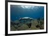 Mediterranean Monk Seal Juvenile Hunting, Deserta Grande, Desertas Islands, Madeira, Portugal-Sá-Framed Photographic Print