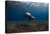 Mediterranean Monk Seal (Monachus Monachus) Deserta Grande, Desertas Islands, Madeira, Portugal-Sá-Stretched Canvas