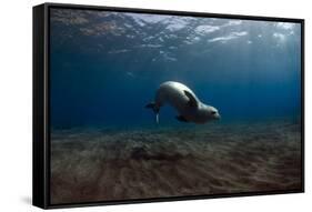 Mediterranean Monk Seal (Monachus Monachus) Deserta Grande, Desertas Islands, Madeira, Portugal-Sá-Framed Stretched Canvas