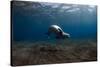 Mediterranean Monk Seal (Monachus Monachus) Deserta Grande, Desertas Islands, Madeira, Portugal-Sá-Stretched Canvas