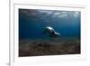 Mediterranean Monk Seal (Monachus Monachus) Deserta Grande, Desertas Islands, Madeira, Portugal-Sá-Framed Photographic Print