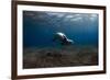 Mediterranean Monk Seal (Monachus Monachus) Deserta Grande, Desertas Islands, Madeira, Portugal-Sá-Framed Photographic Print