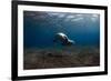 Mediterranean Monk Seal (Monachus Monachus) Deserta Grande, Desertas Islands, Madeira, Portugal-Sá-Framed Photographic Print