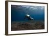 Mediterranean Monk Seal (Monachus Monachus) Deserta Grande, Desertas Islands, Madeira, Portugal-Sá-Framed Photographic Print