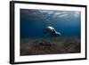 Mediterranean Monk Seal (Monachus Monachus) Deserta Grande, Desertas Islands, Madeira, Portugal-Sá-Framed Photographic Print