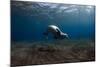 Mediterranean Monk Seal (Monachus Monachus) Deserta Grande, Desertas Islands, Madeira, Portugal-Sá-Mounted Photographic Print