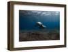 Mediterranean Monk Seal (Monachus Monachus) Deserta Grande, Desertas Islands, Madeira, Portugal-Sá-Framed Photographic Print