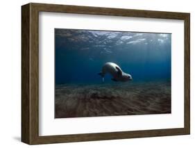 Mediterranean Monk Seal (Monachus Monachus) Deserta Grande, Desertas Islands, Madeira, Portugal-Sá-Framed Photographic Print