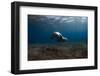 Mediterranean Monk Seal (Monachus Monachus) Deserta Grande, Desertas Islands, Madeira, Portugal-Sá-Framed Photographic Print