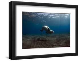 Mediterranean Monk Seal (Monachus Monachus) Deserta Grande, Desertas Islands, Madeira, Portugal-Sá-Framed Photographic Print