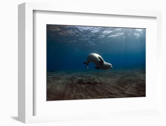 Mediterranean Monk Seal (Monachus Monachus) Deserta Grande, Desertas Islands, Madeira, Portugal-Sá-Framed Photographic Print