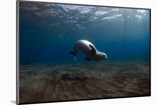 Mediterranean Monk Seal (Monachus Monachus) Deserta Grande, Desertas Islands, Madeira, Portugal-Sá-Mounted Photographic Print