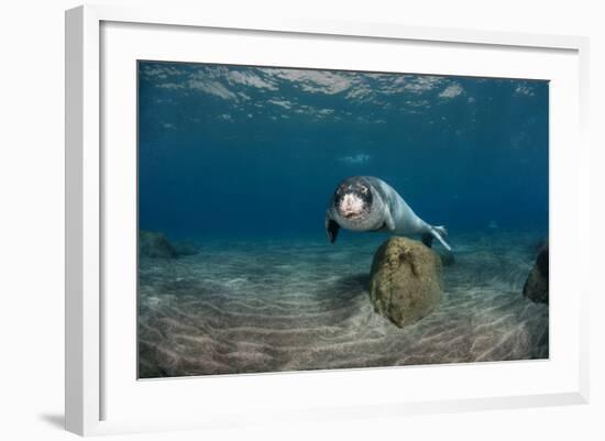 Mediterranean Monk Seal (Monachus Monachus) Deserta Grande, Desertas Islands, Madeira, Portugal-Sá-Framed Photographic Print