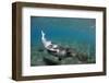 Mediterranean Monk Seal (Monachus Monachus) Deserta Grande, Desertas Islands, Madeira, Portugal-Sá-Framed Photographic Print