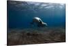 Mediterranean Monk Seal (Monachus Monachus) Deserta Grande, Desertas Islands, Madeira, Portugal-Sá-Stretched Canvas