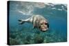 Mediterranean Monk Seal (Monachus Monachus) Large Male. Areias, Deserta Grande, Madeira, Portugal-Sá-Stretched Canvas