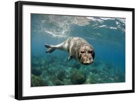 Mediterranean Monk Seal (Monachus Monachus) Large Male. Areias, Deserta Grande, Madeira, Portugal-Sá-Framed Photographic Print