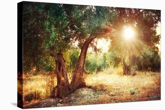 Mediterranean Olive Field with Old Olive Tree-Subbotina Anna-Stretched Canvas