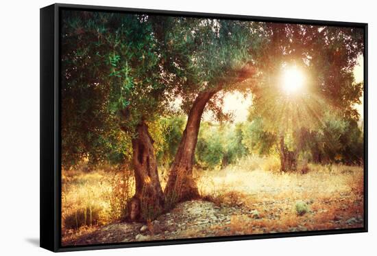 Mediterranean Olive Field with Old Olive Tree-Subbotina Anna-Framed Stretched Canvas