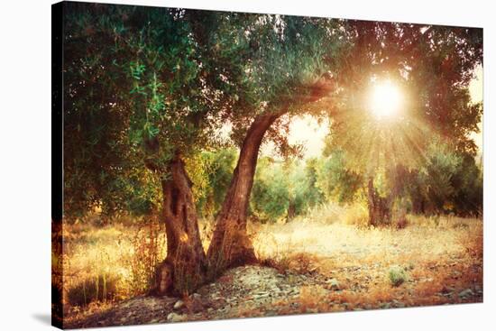 Mediterranean Olive Field with Old Olive Tree-Subbotina Anna-Stretched Canvas