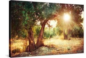 Mediterranean Olive Field with Old Olive Tree-Subbotina Anna-Stretched Canvas