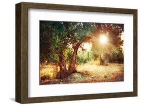 Mediterranean Olive Field with Old Olive Tree-Subbotina Anna-Framed Photographic Print