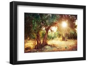 Mediterranean Olive Field with Old Olive Tree-Subbotina Anna-Framed Photographic Print