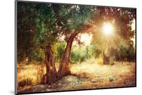 Mediterranean Olive Field with Old Olive Tree-Subbotina Anna-Mounted Photographic Print