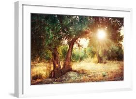 Mediterranean Olive Field with Old Olive Tree-Subbotina Anna-Framed Photographic Print