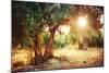 Mediterranean Olive Field with Old Olive Tree-Subbotina Anna-Mounted Photographic Print