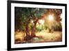 Mediterranean Olive Field with Old Olive Tree-Subbotina Anna-Framed Photographic Print