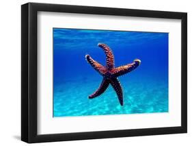 Mediterranean Rock Seastar - Coscinasterias Tenuispina-vojce-Framed Photographic Print