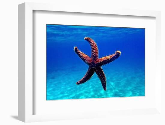 Mediterranean Rock Seastar - Coscinasterias Tenuispina-vojce-Framed Photographic Print