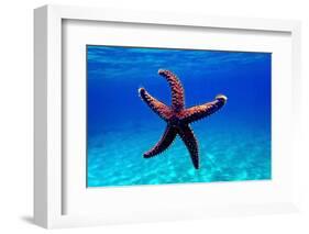 Mediterranean Rock Seastar - Coscinasterias Tenuispina-vojce-Framed Photographic Print